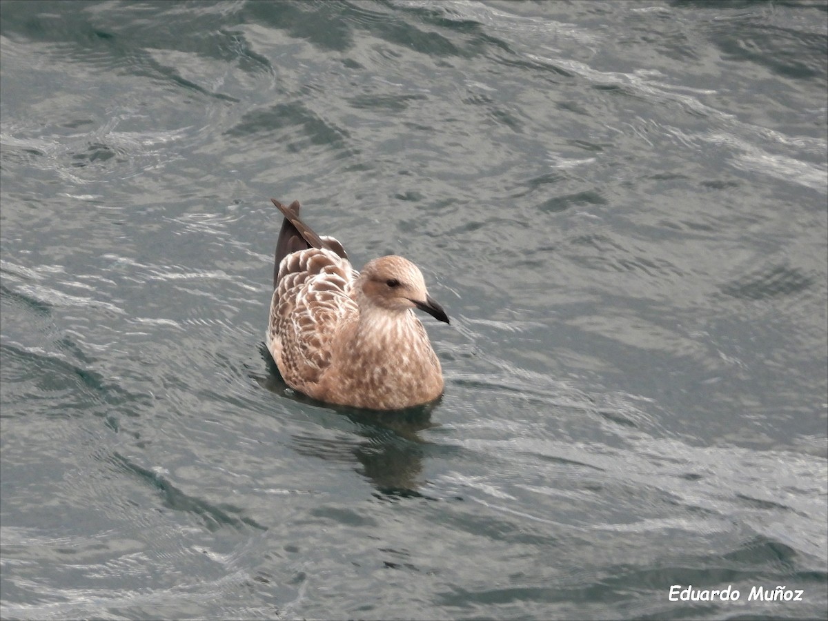 Kelp Gull (dominicanus) - Hermann Eduardo Muñoz