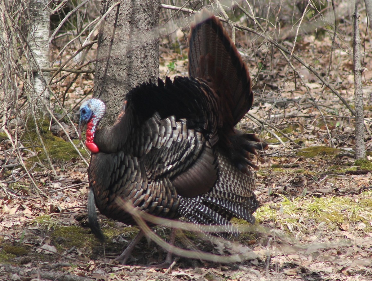 Wild Turkey - ML617888375