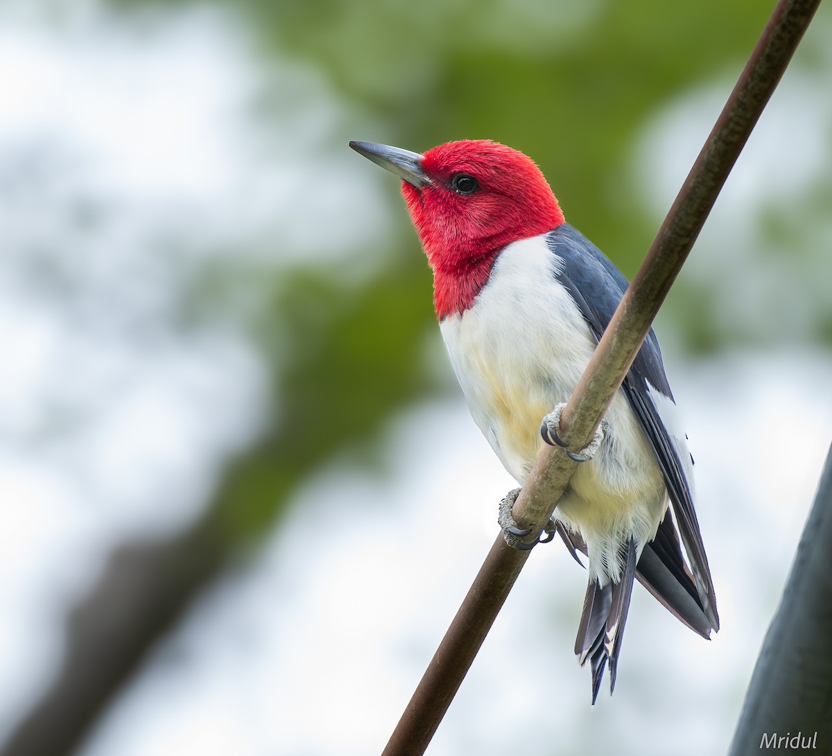 Red-headed Woodpecker - ML617888386