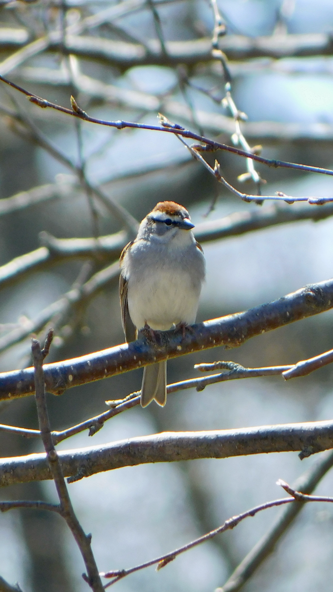 Chipping Sparrow - Tim E.