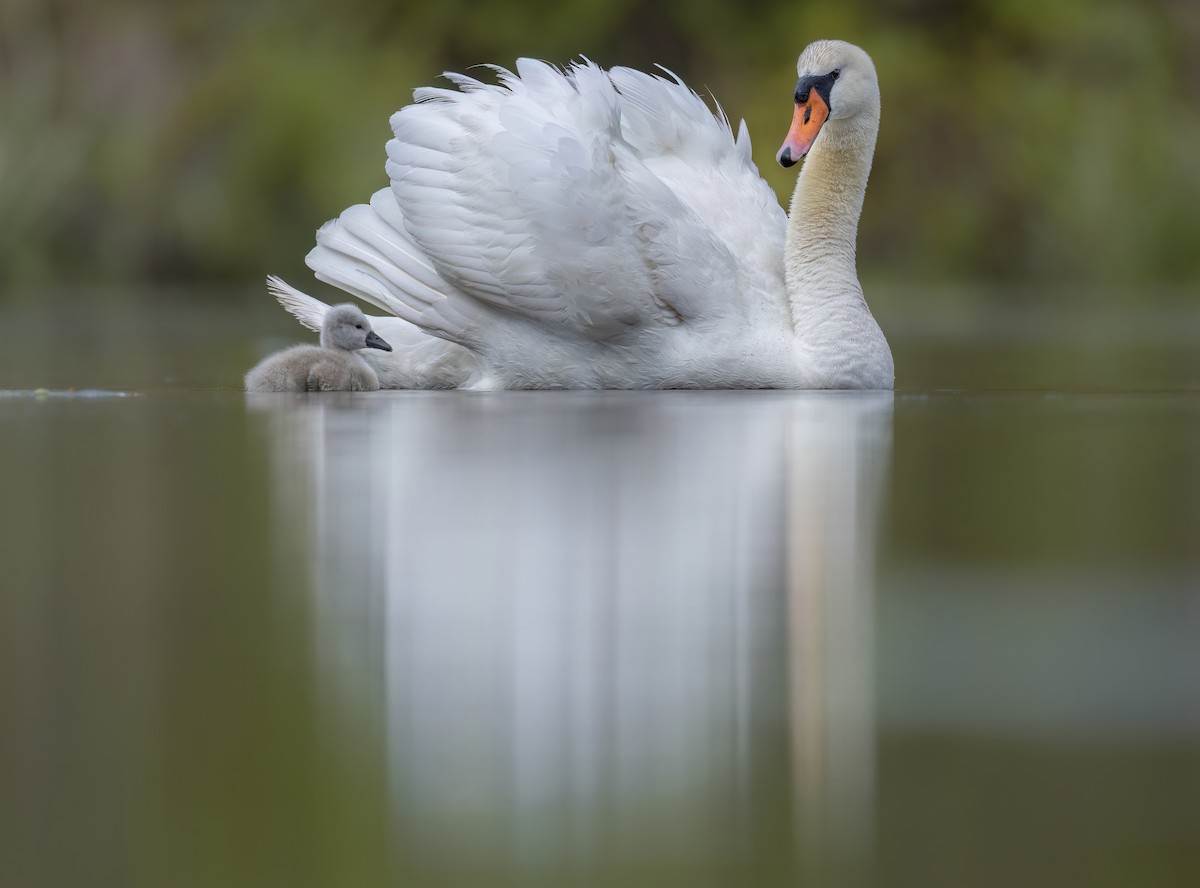 Mute Swan - ML617888429