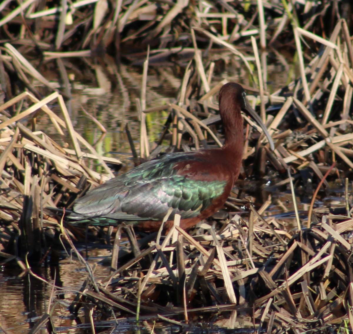 Glossy Ibis - ML617888443