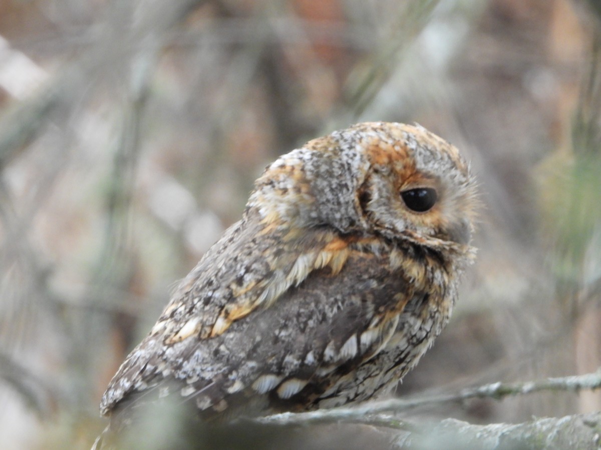 Flammulated Owl - Ulises Martínez