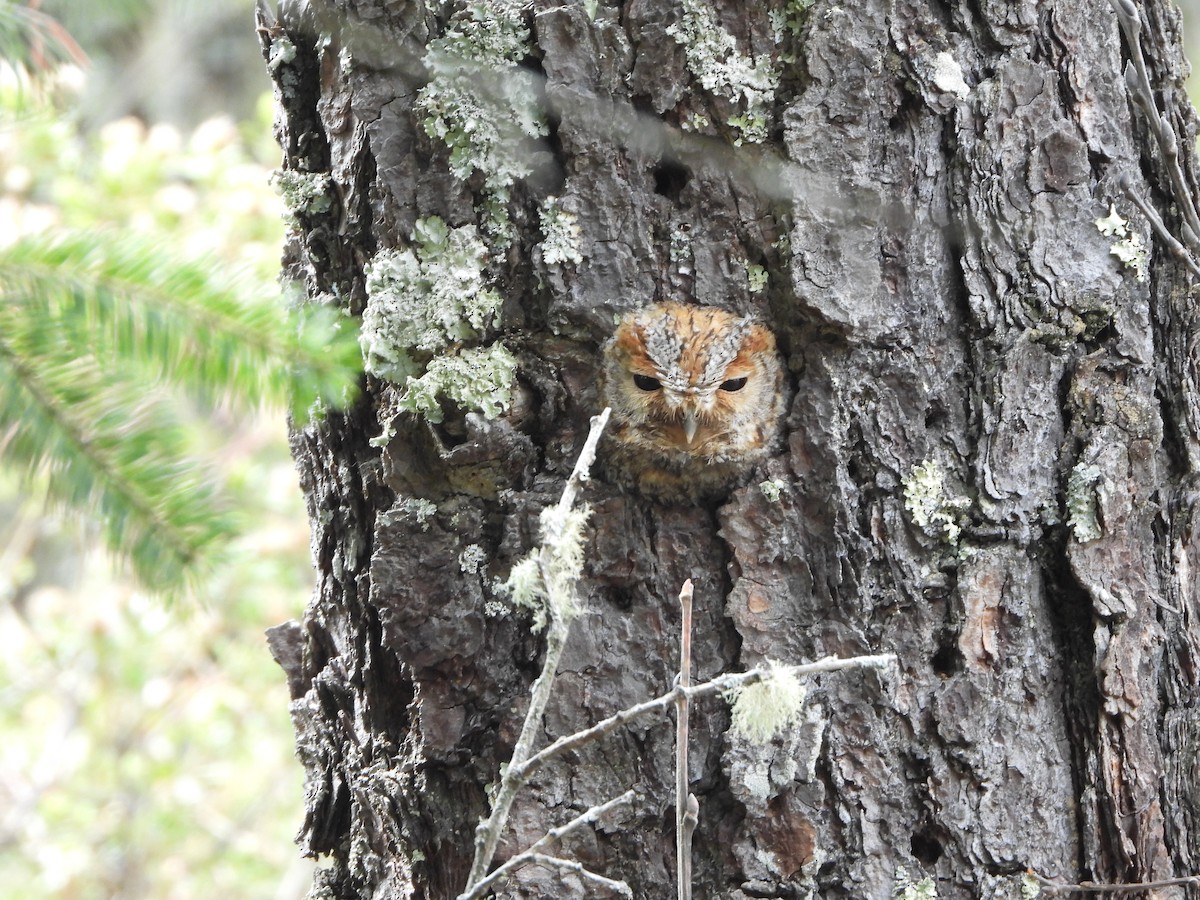 Flammulated Owl - Ulises Martínez