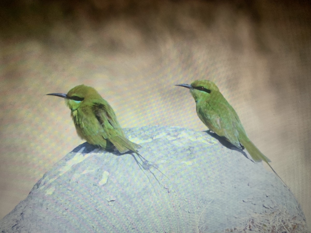 African Green Bee-eater - ML617888518