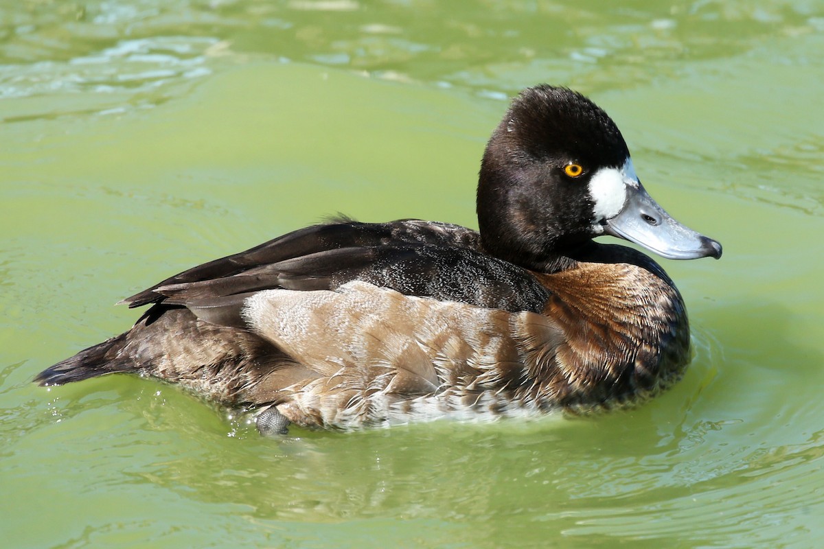 Lesser Scaup - Henry Mauer