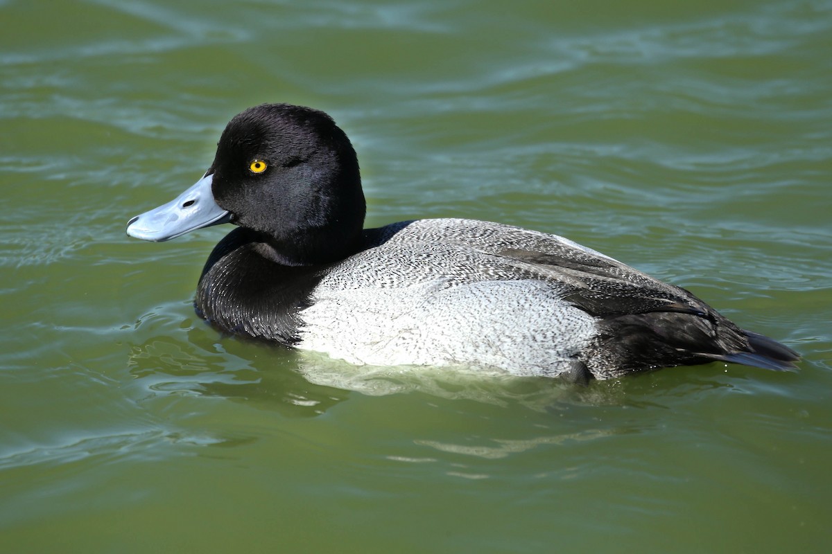 Lesser Scaup - Henry Mauer