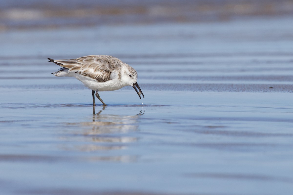 Bécasseau sanderling - ML617888540