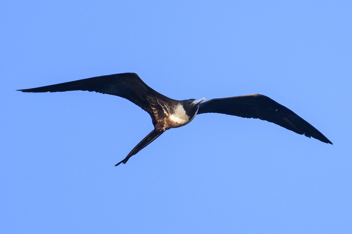 Magnificent Frigatebird - ML617888551