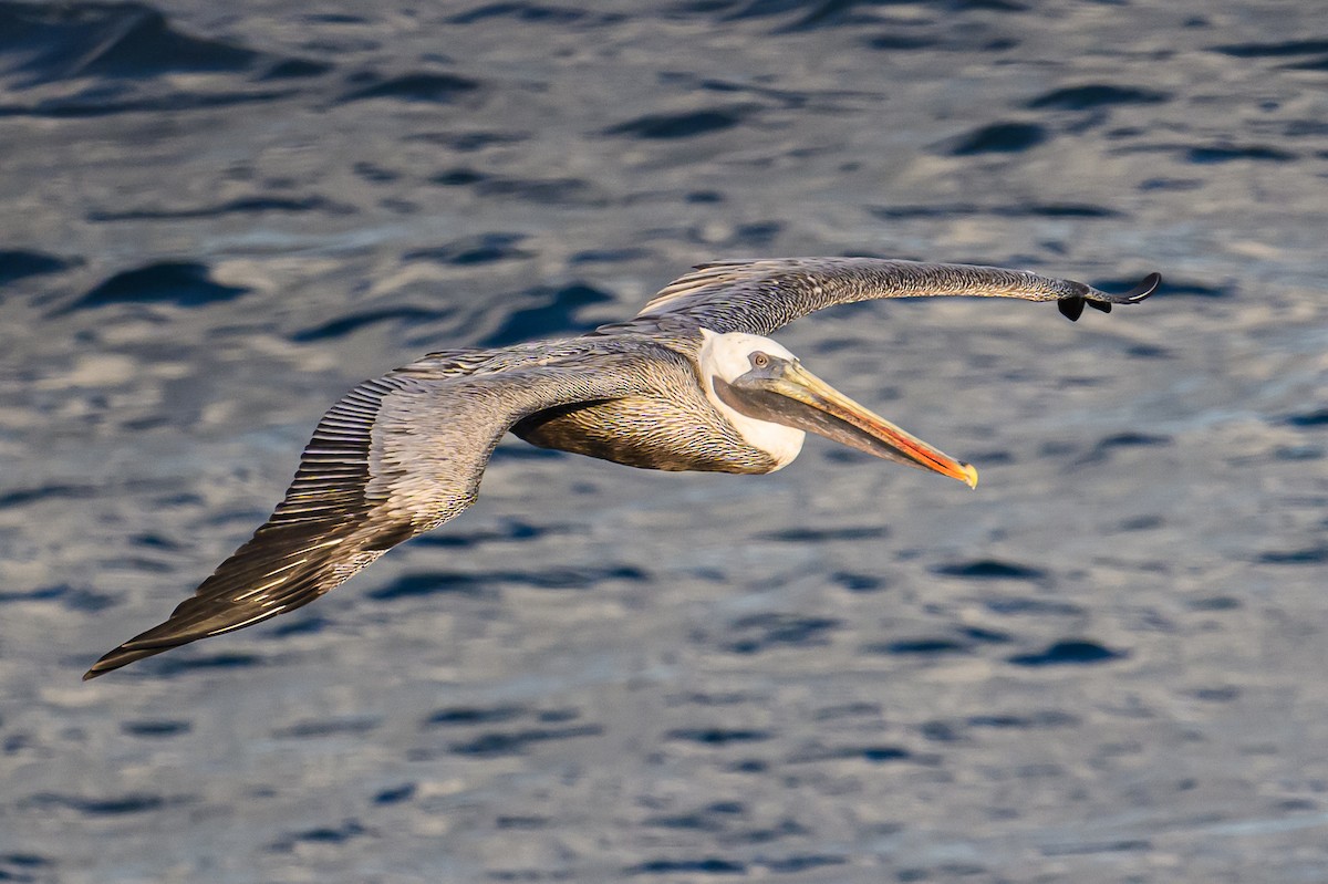 Brown Pelican - ML617888639