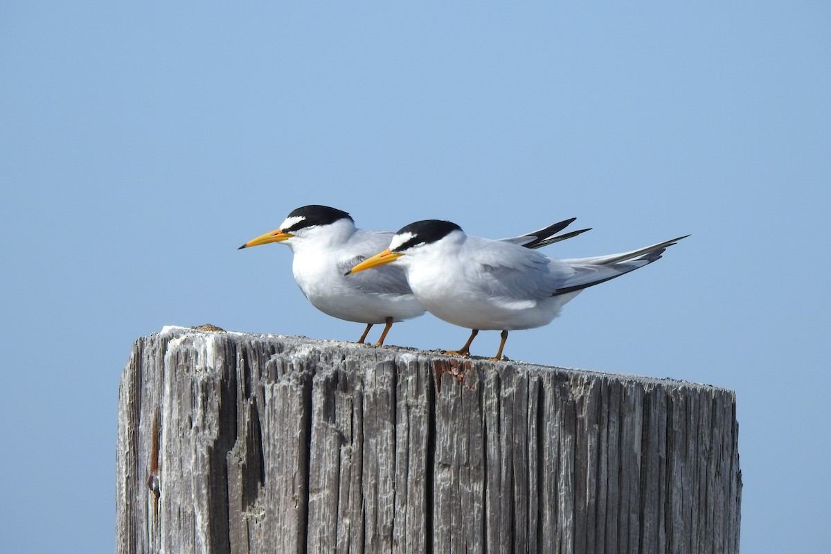 Least Tern - David  Clark
