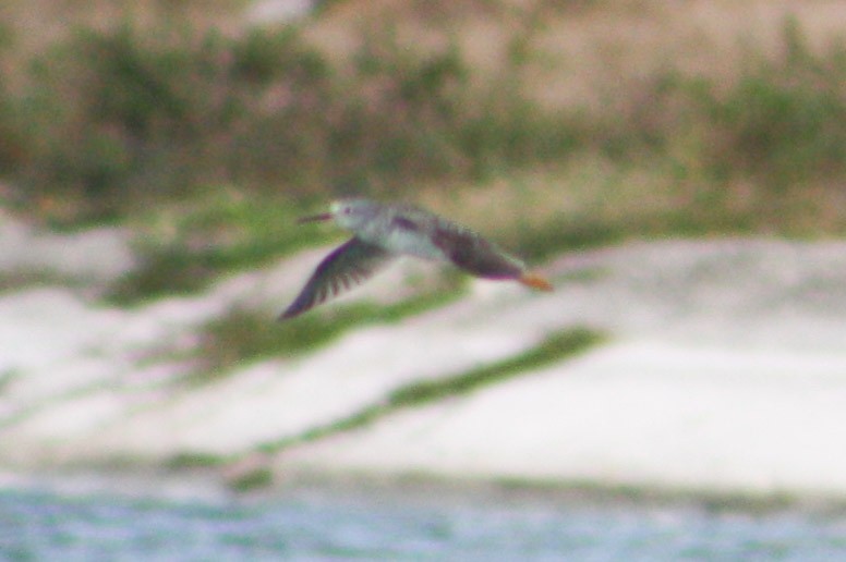 Lesser Yellowlegs - Serguei Alexander López Perez