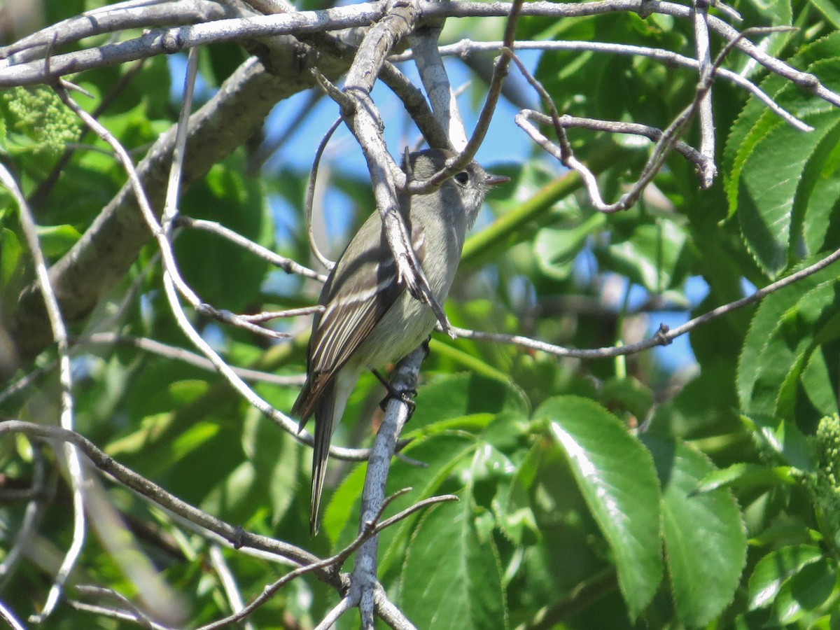 Hammond's Flycatcher - ML617888677