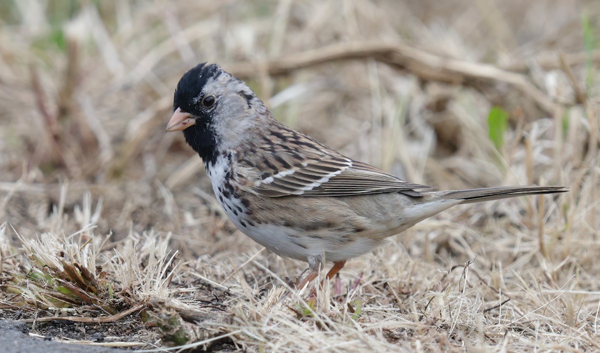 Harris's Sparrow - ML617888681