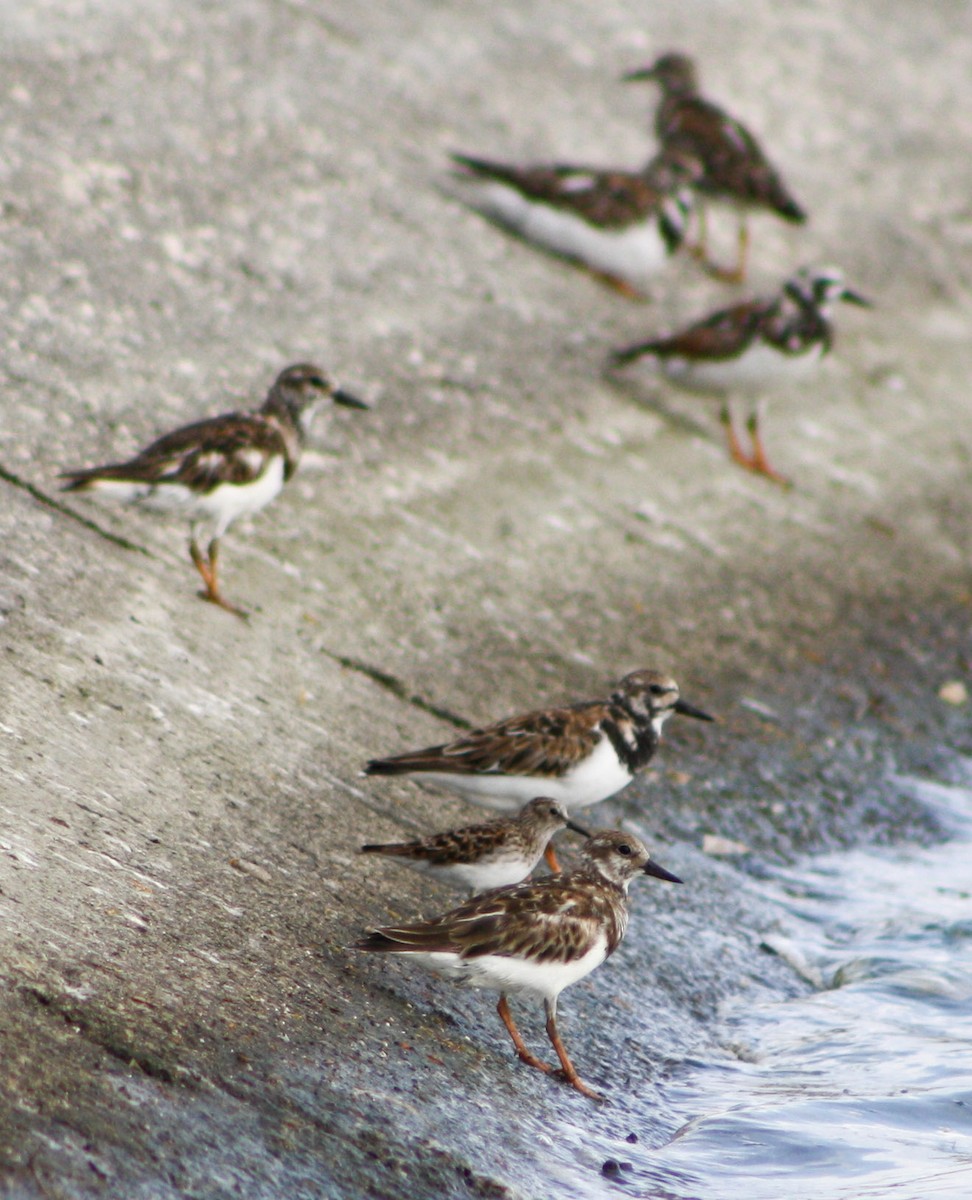 Ruddy Turnstone - Serguei Alexander López Perez