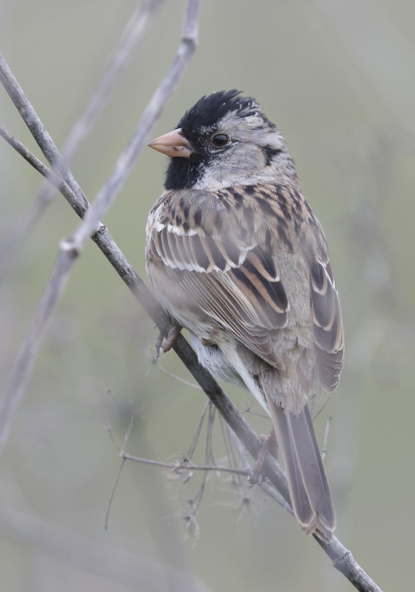 Harris's Sparrow - ML617888698