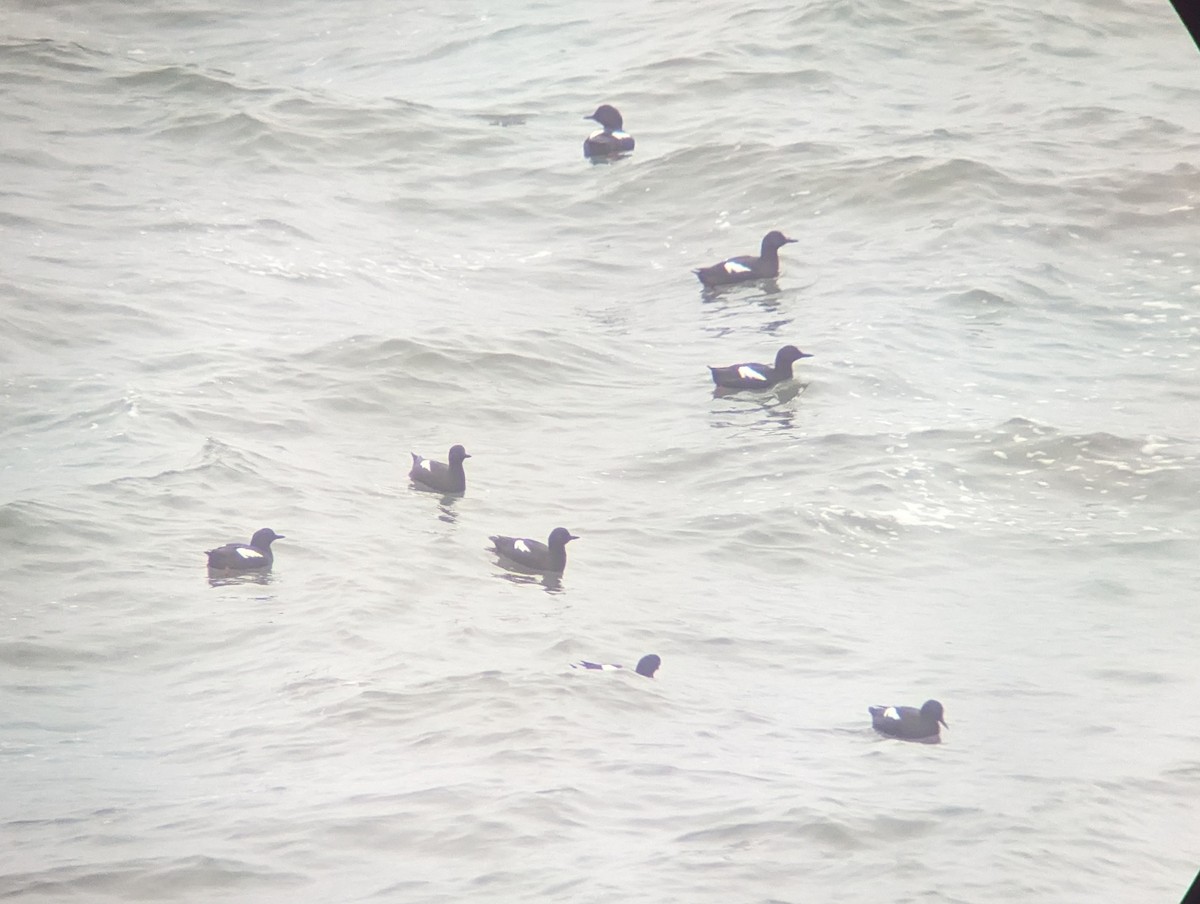 Pigeon Guillemot - Daniel Farrar