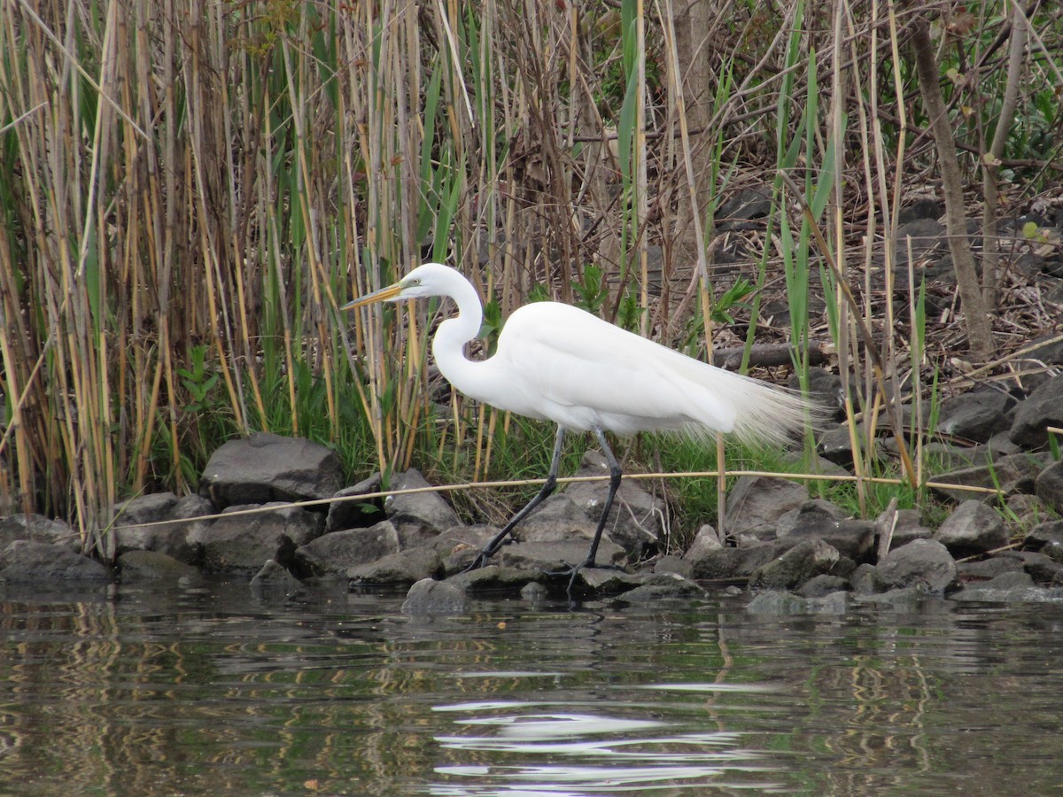 Great Egret - ML617888754