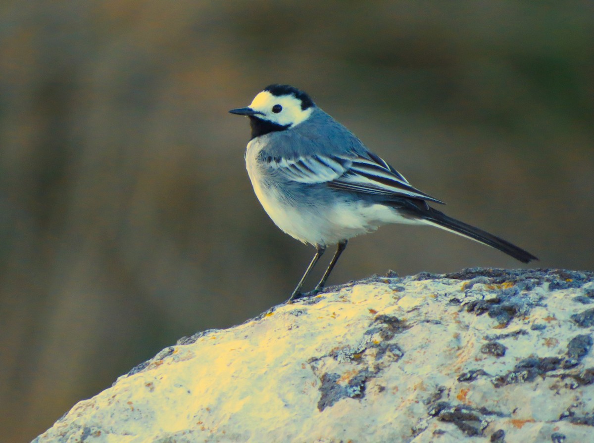 White Wagtail - Víctor Salvador Vilariño