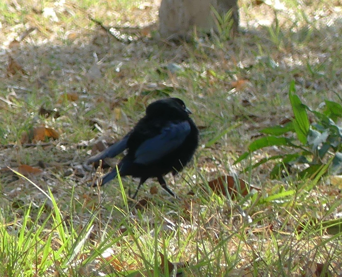 Bronzed/Brown-headed Cowbird - Guadalupe Esquivel Uribe