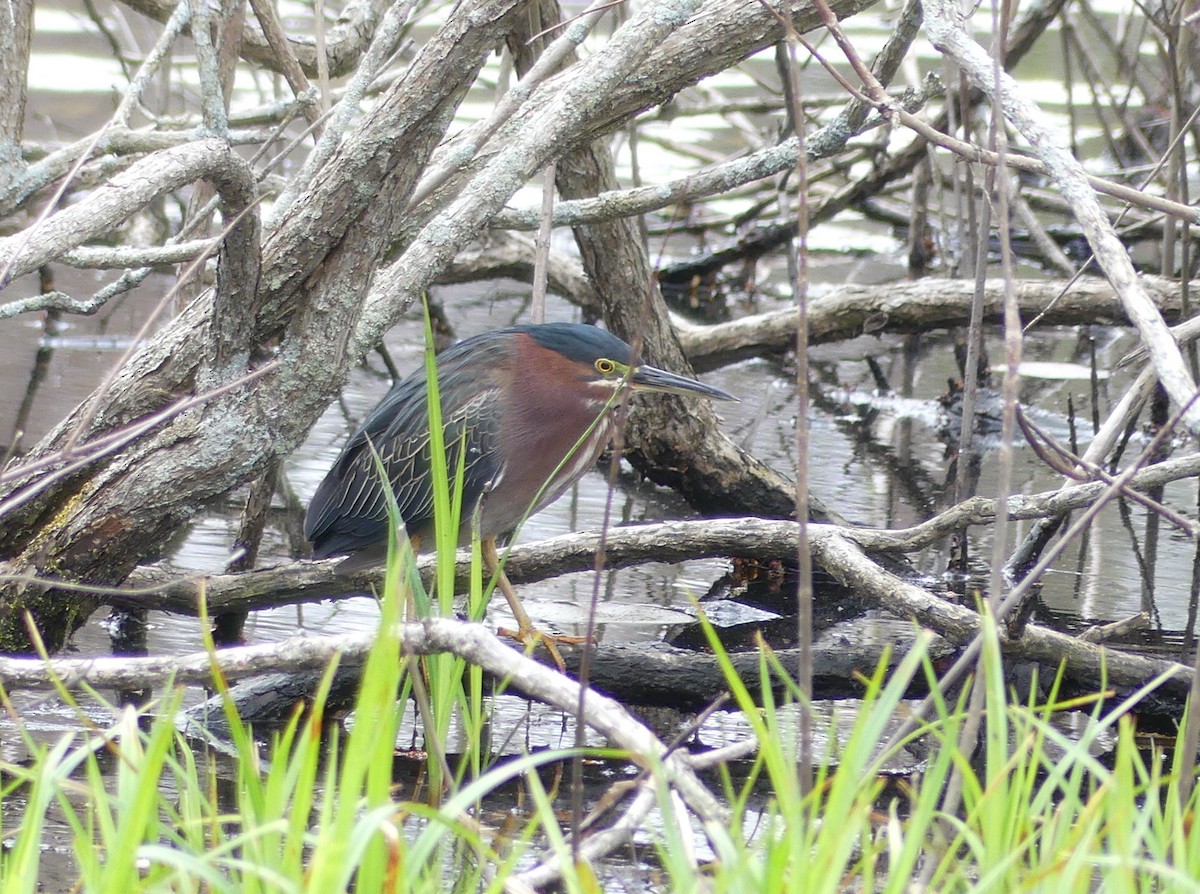 Green Heron - Jim Guion