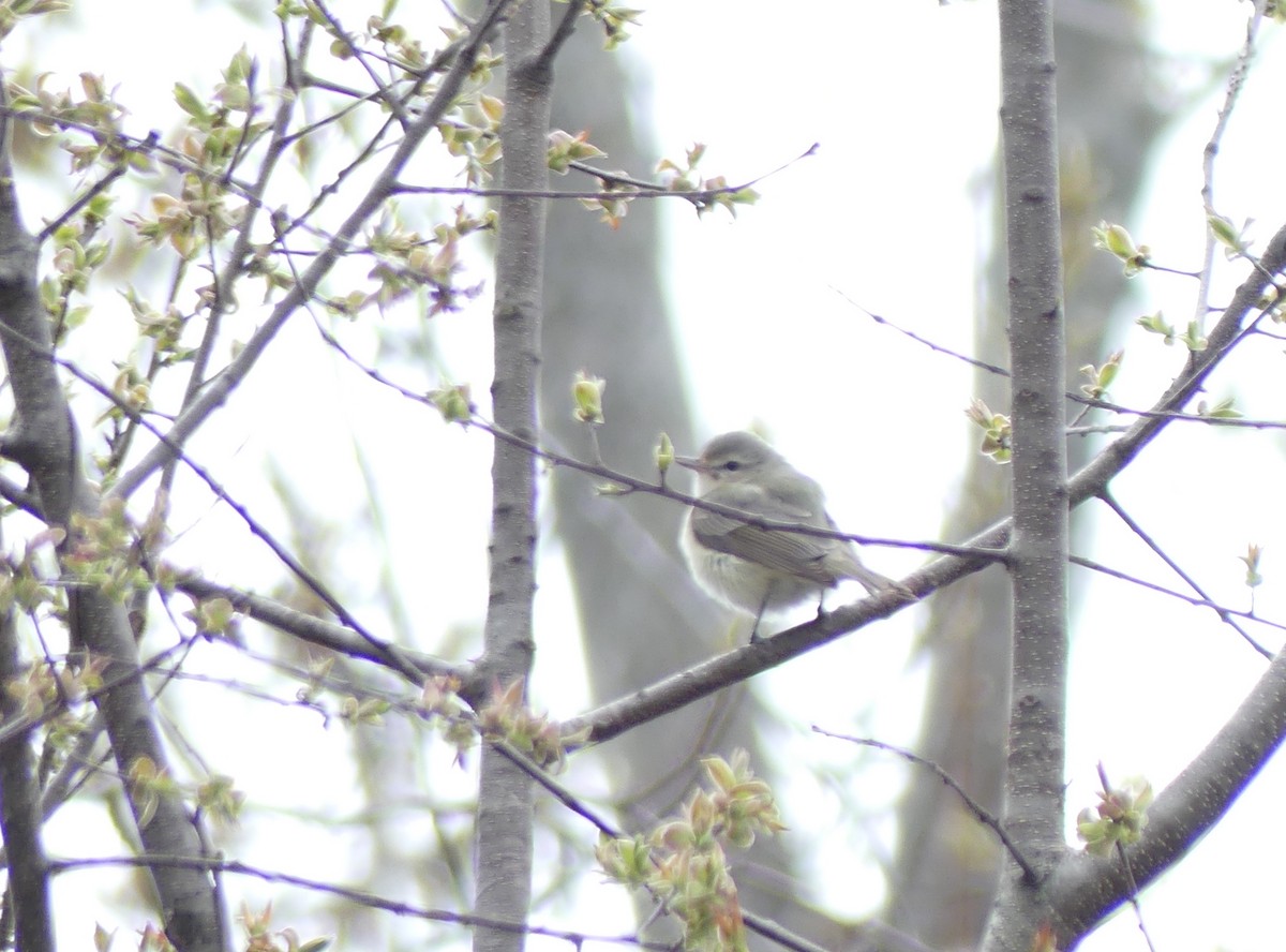 Warbling Vireo - Jim Guion