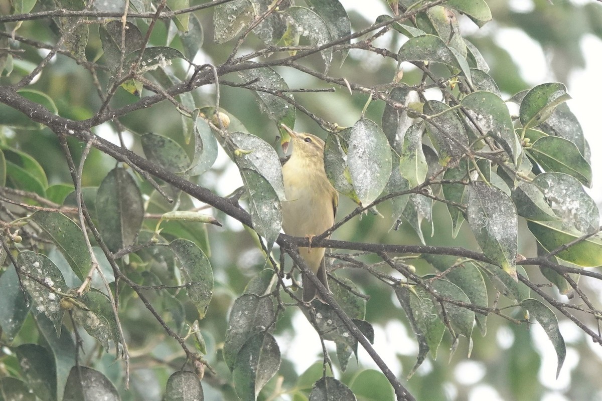 Willow Warbler - ML617888802