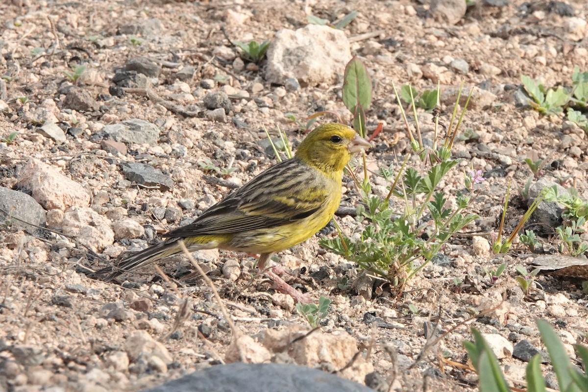 Island Canary - ML617888808
