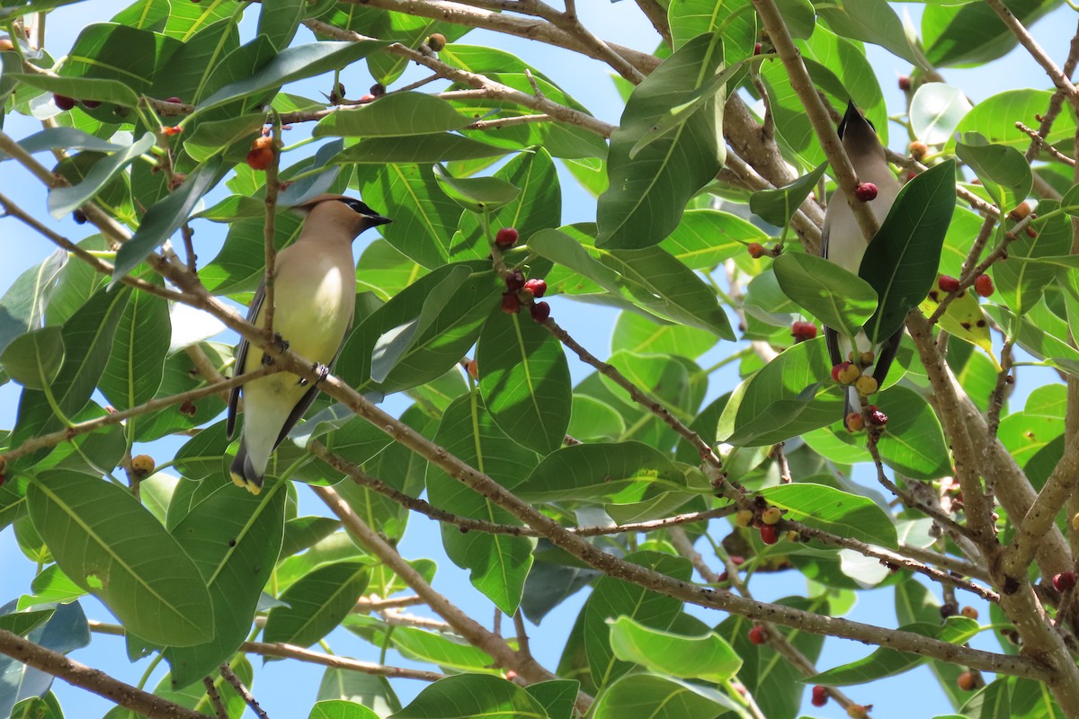 Cedar Waxwing - ML617888850