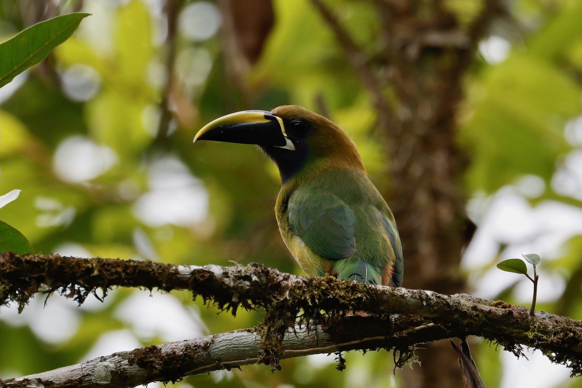 Toucanet émeraude - ML617888857