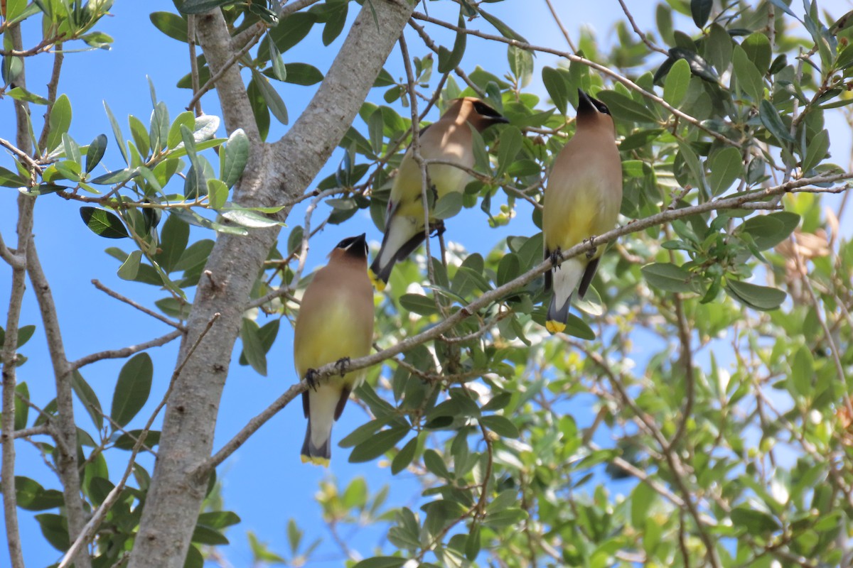 Cedar Waxwing - ML617888865