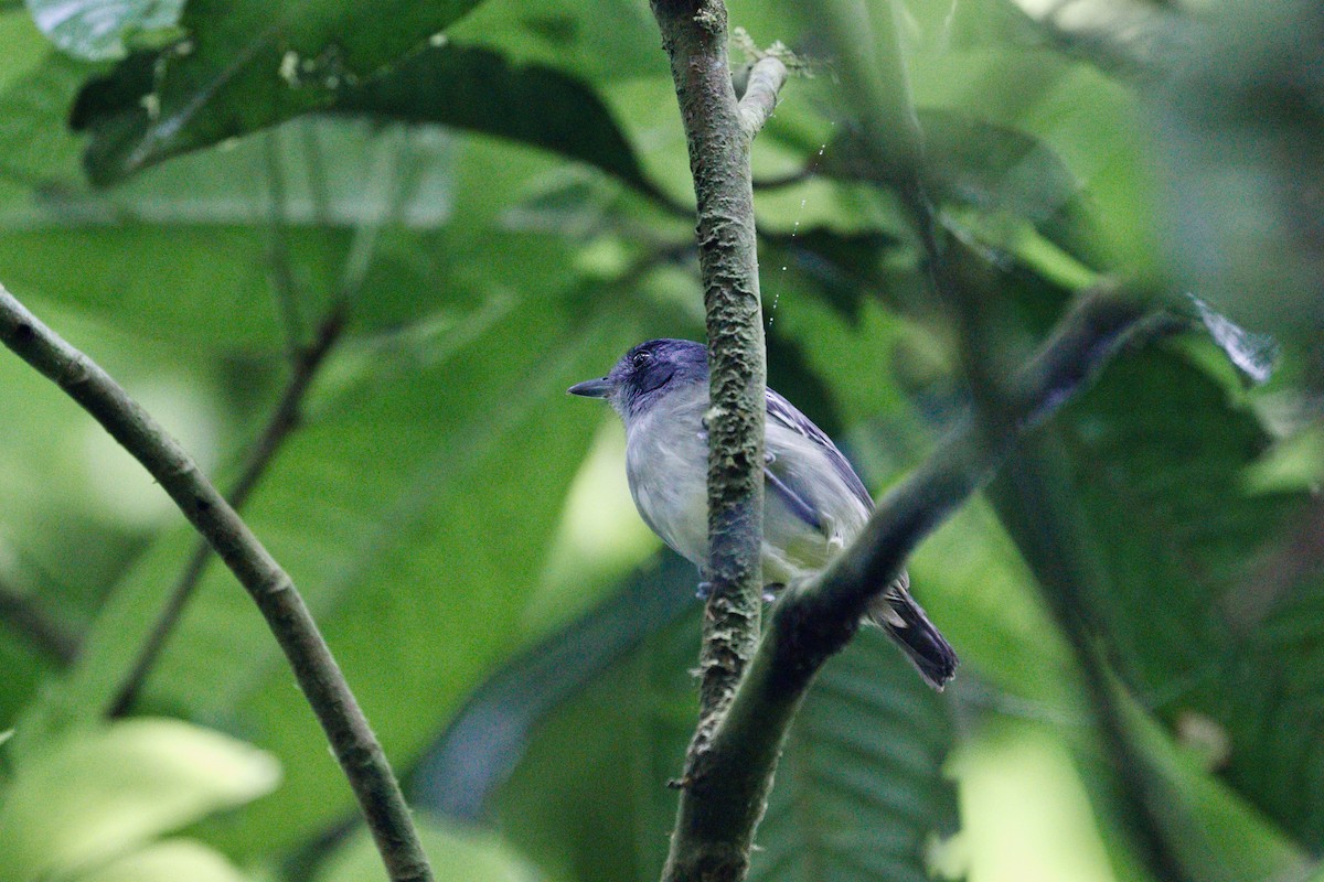 Plain Antvireo - ML617888880