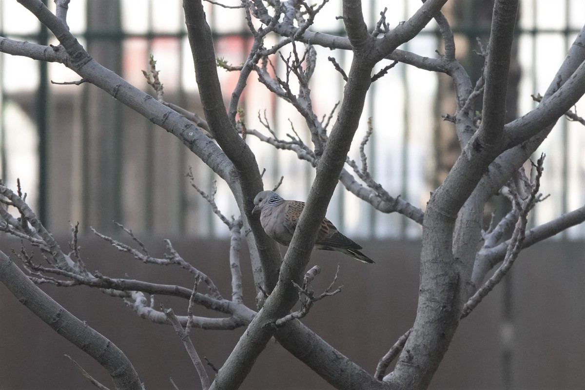 European Turtle-Dove - ML617888889