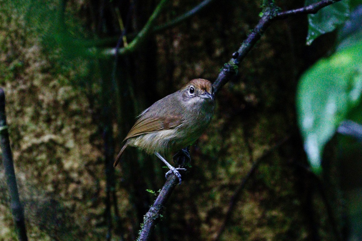 Plain Antvireo - ML617888890