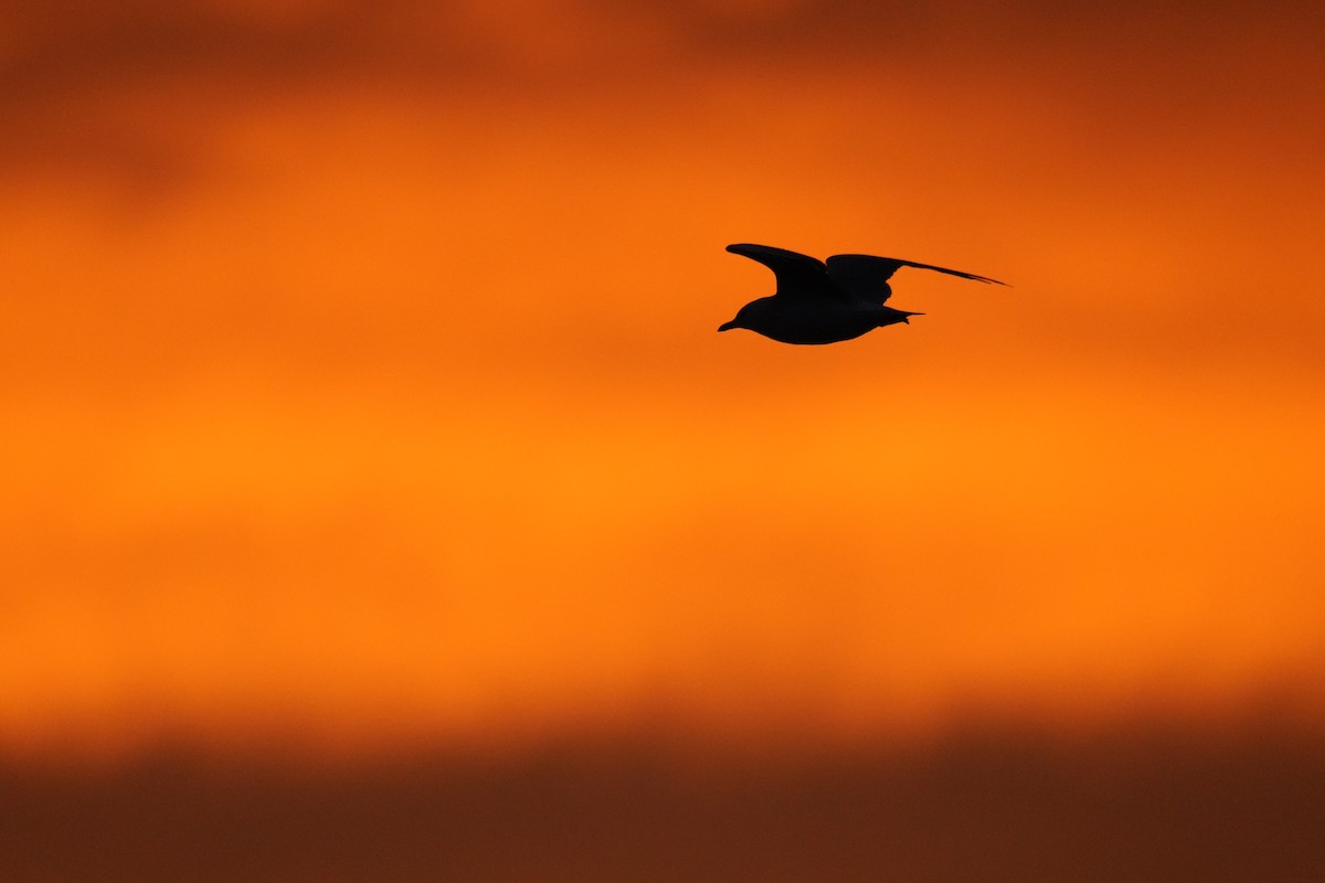 Silver Gull - ML617888897