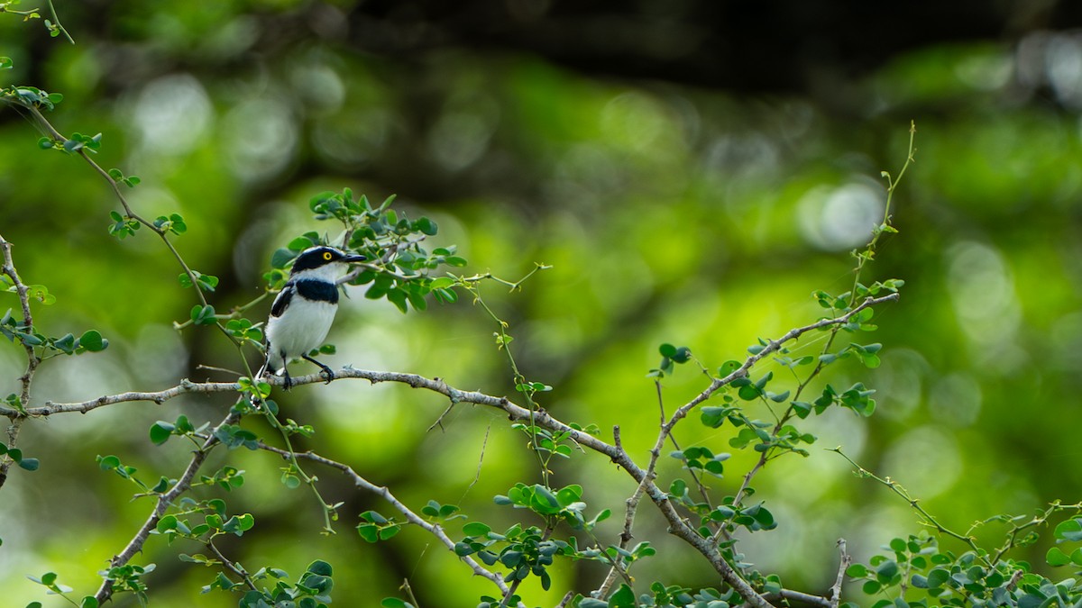 Eastern Black-headed Batis - ML617888900