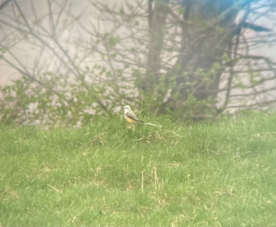 Scissor-tailed Flycatcher - ML617888907