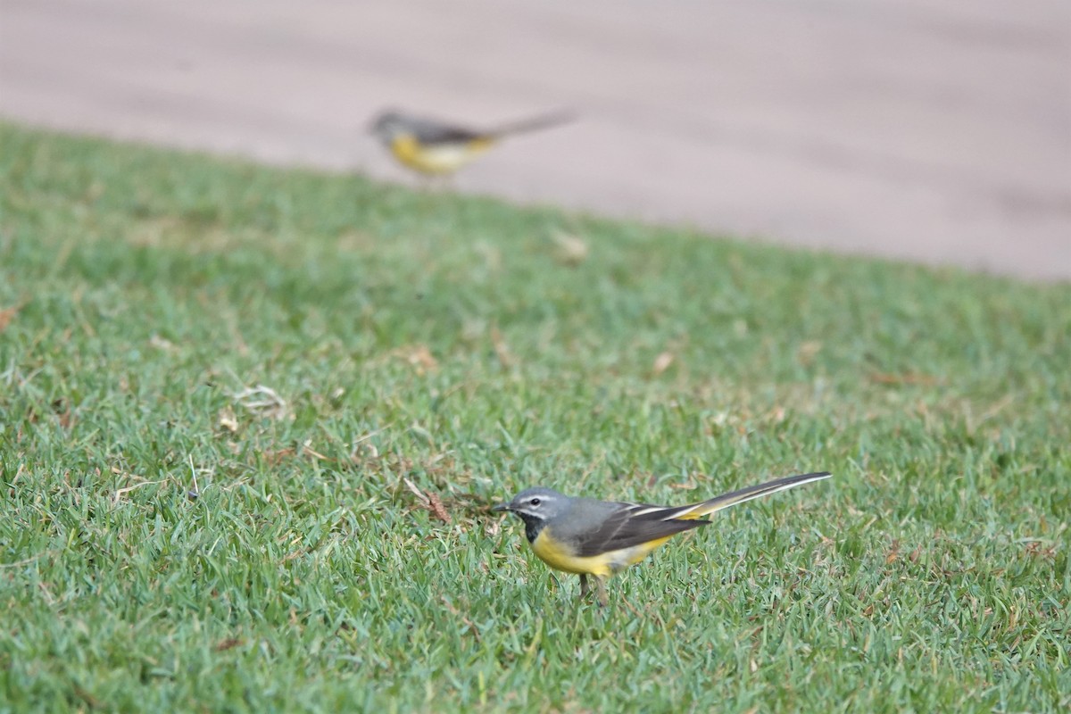 Gray Wagtail - ML617888908