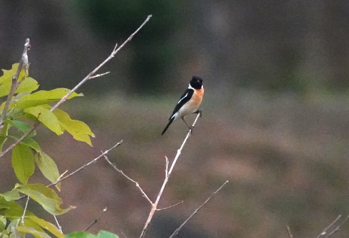 Siberian/Amur Stonechat - ML617888925