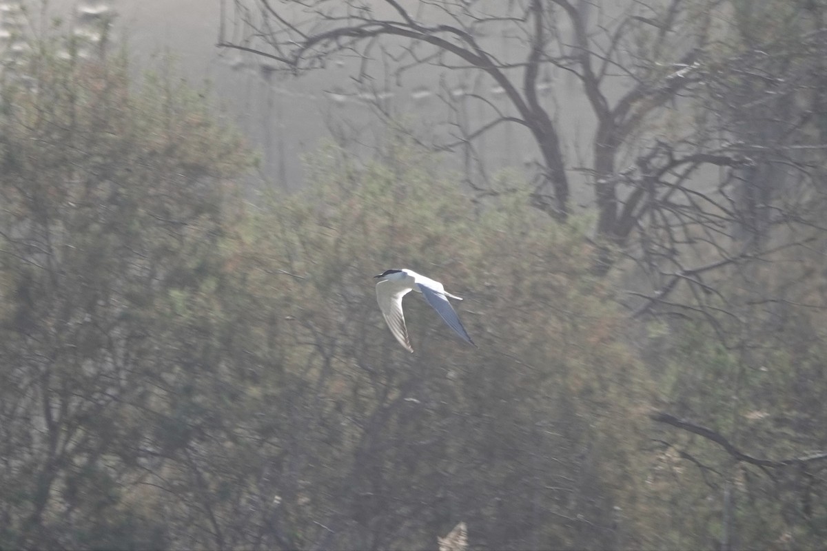 Gull-billed Tern - ML617888937