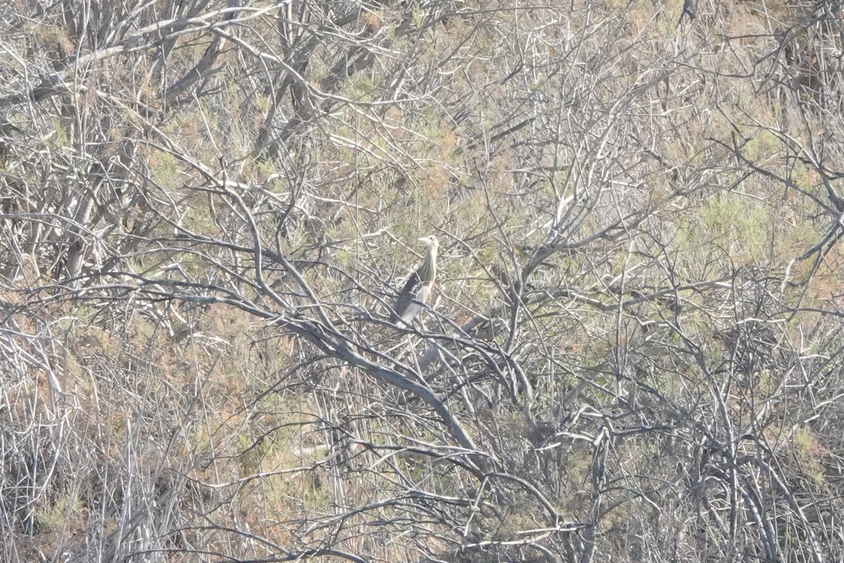 Squacco Heron - ML617888947