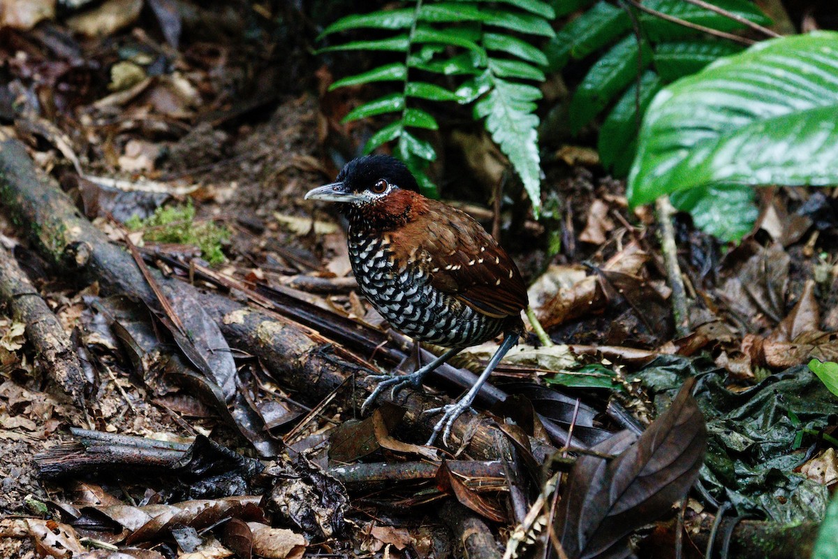 Black-crowned Antpitta - ML617888953