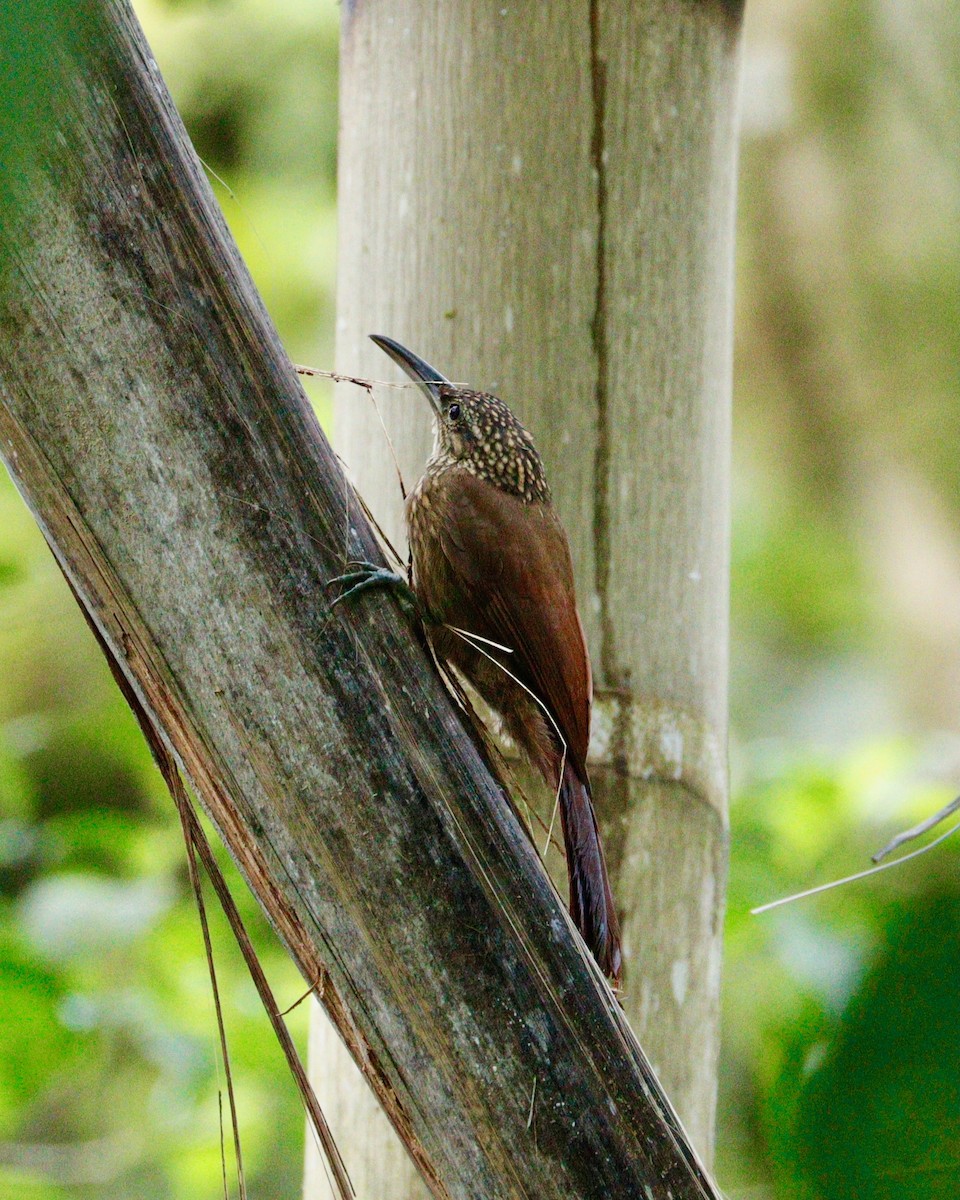 Cocoa Woodcreeper - ML617888963