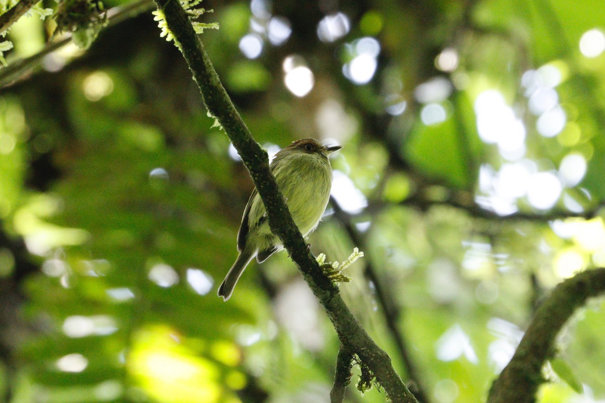 Scale-crested Pygmy-Tyrant - ML617888987