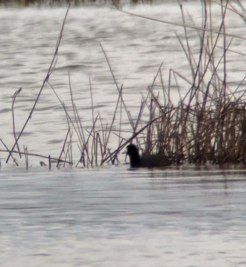 American Coot - Daniel Calder