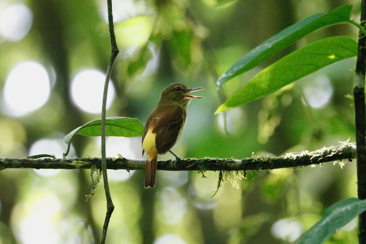 Bright-rumped Attila - Paul Petrus