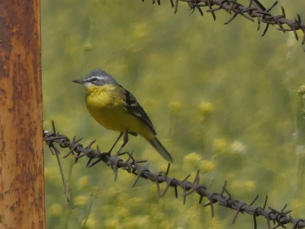 Western Yellow Wagtail (flava/beema) - ML617889007