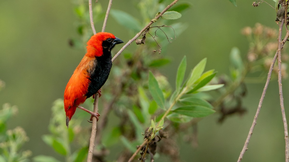 Zanzibar Red Bishop - ML617889016