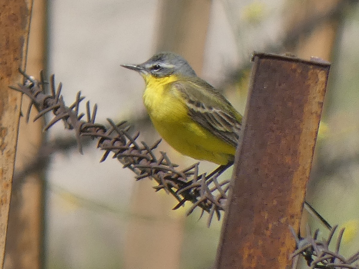 Western Yellow Wagtail (flava/beema) - ML617889026