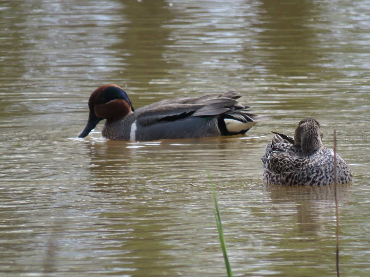 Green-winged Teal - ML617889027